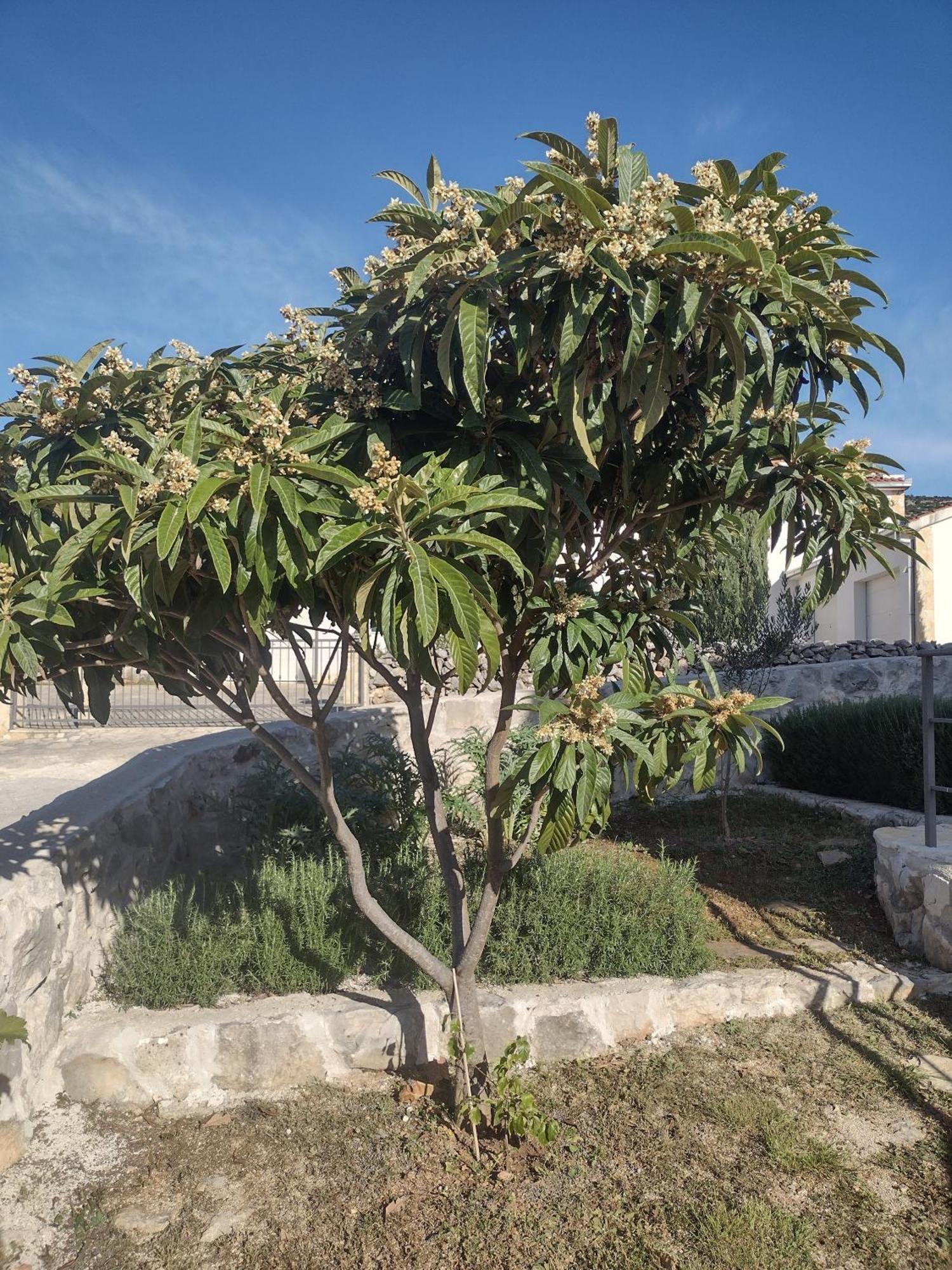 Apartment Olea Marina Exterior foto